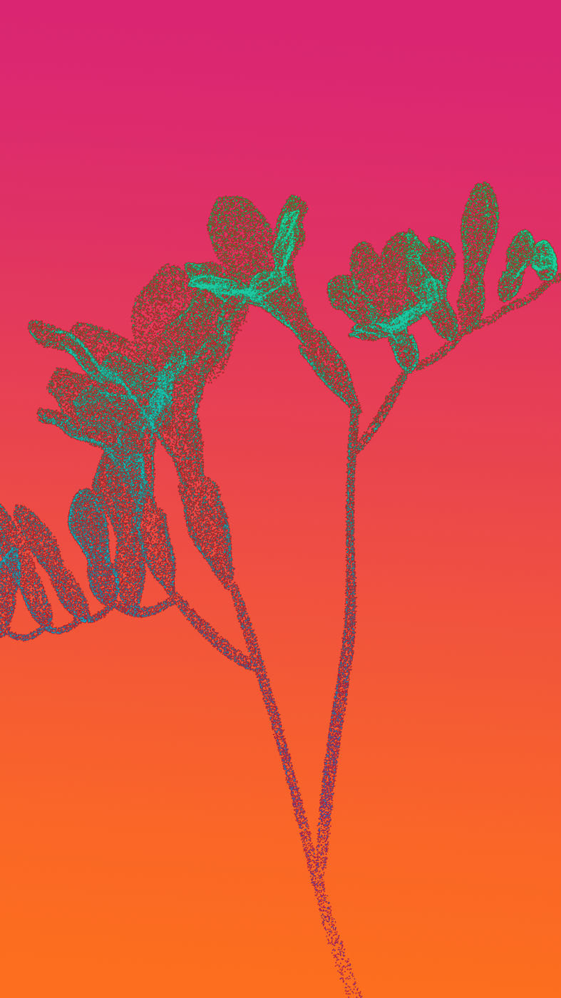 Freesia (2/7)