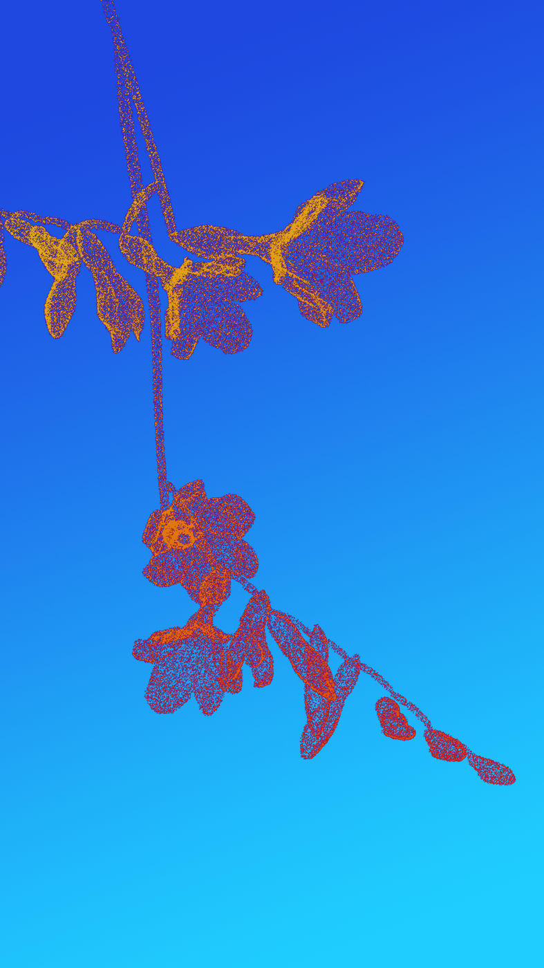 Freesia (3/7)