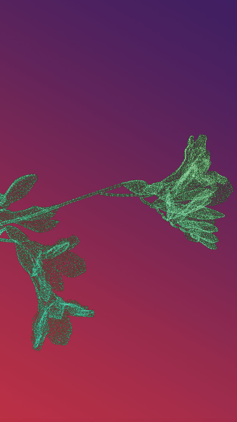 Freesia (4/7)