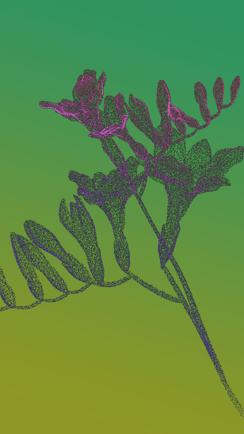 Freesia (7/7)